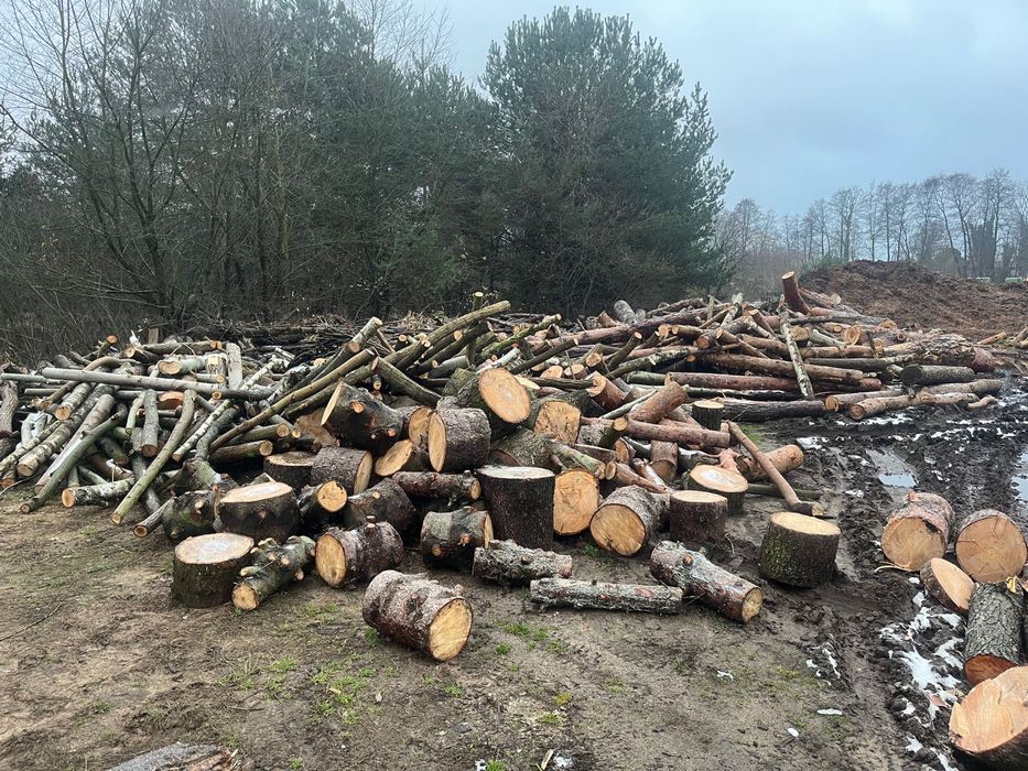 Drzewo drewno opałowe okazja sosna brzoza dąb olcha opał
