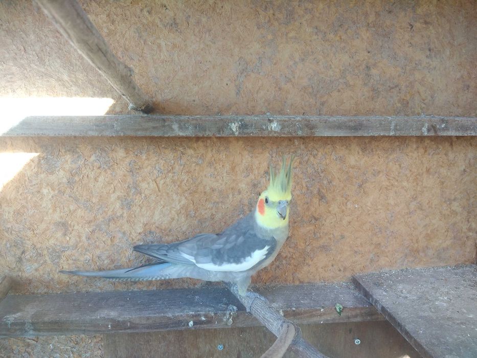 Disponíveis caturras de 2025