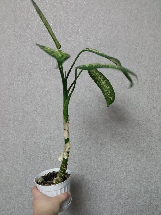 Дефенбахії різних видів та розмірів