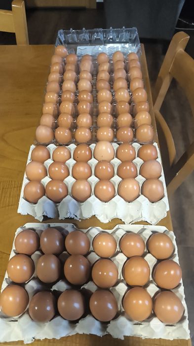 Ovos caseiros de galinhas criadas ao ar livre.