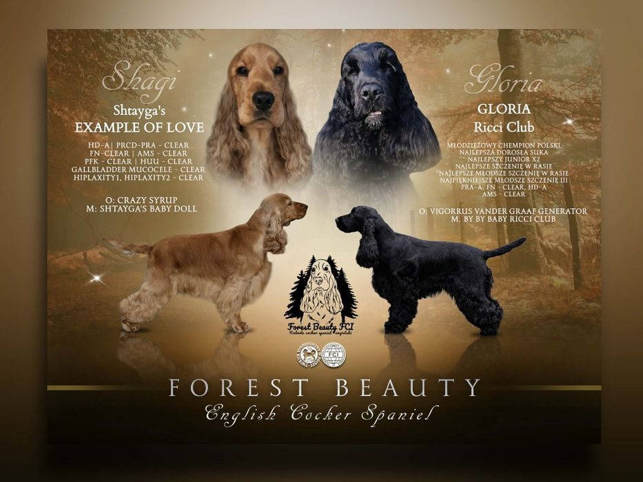 Cocker spaniel szczenięta