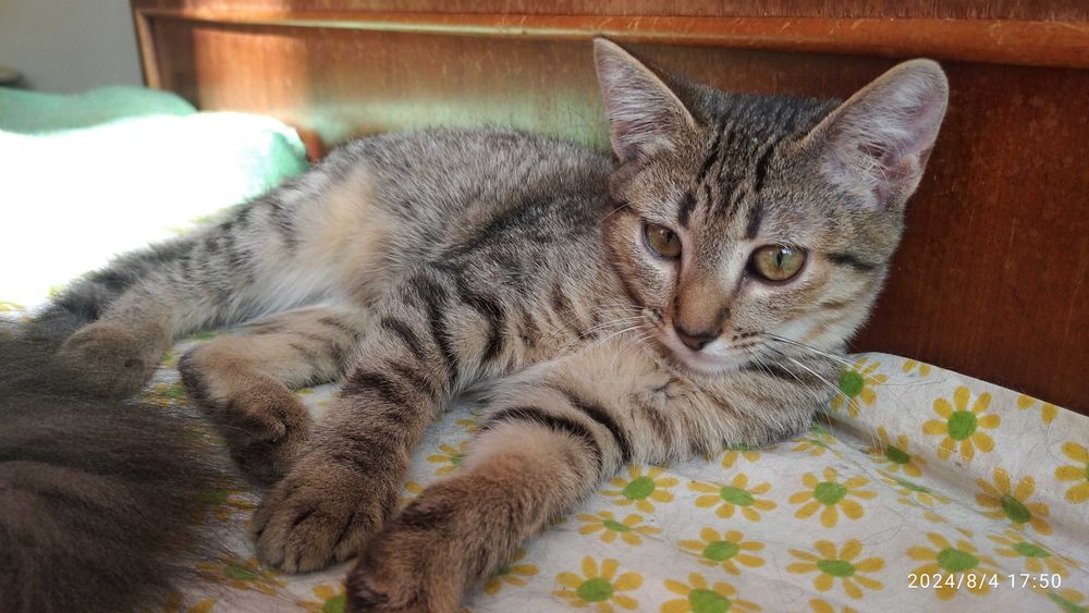 Манюня хоче бути домашньою