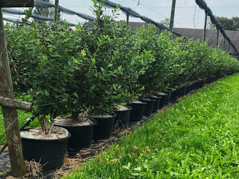 Borówka amerykańska Bluecrop Elliott 4 letnie WYPRZEDAŻ!