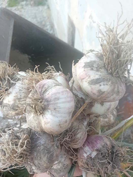 Czosnek zimowy z własnej uprawy