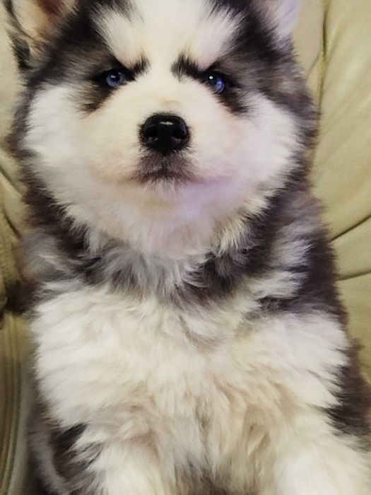 Siberian Husky suczka tel.-5.7.5.3.0.2.0.3.9.