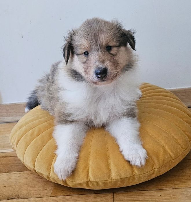 Owczarek szkocki długowłosy