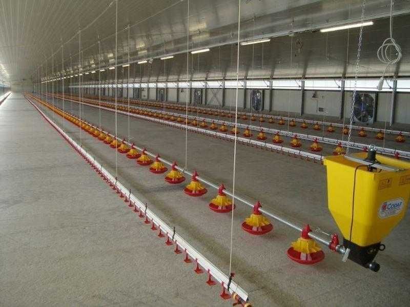 Обладнання для вирощування птиці підлогове та кліткове