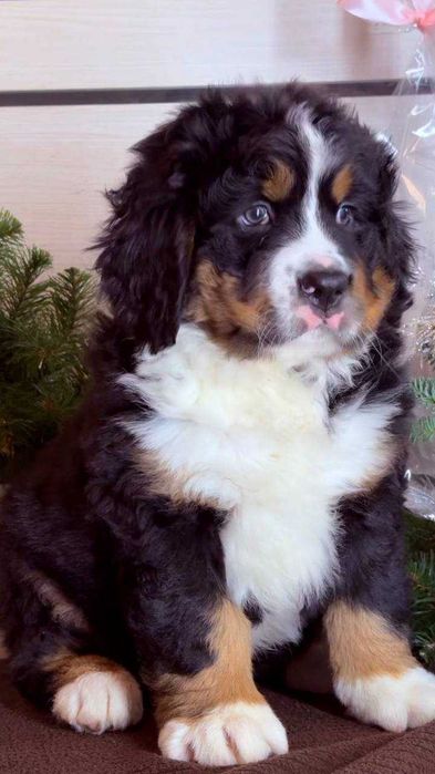 Хлопчик бернського зенненхунда