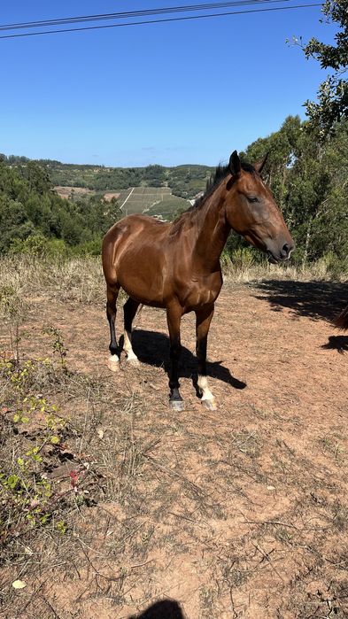 Egua puro sangue lusitano 4 anos