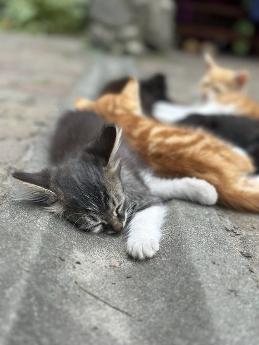 Лагідний котик з білими лапками