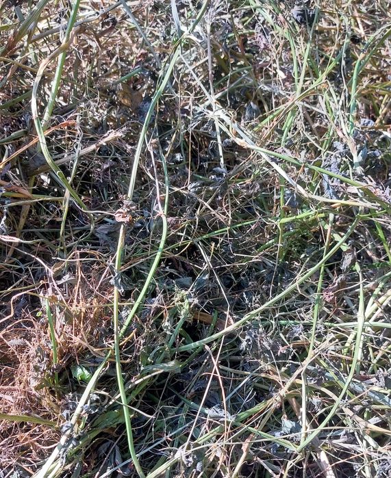 Siano kostka koniczyna szwedzka białoróżowa naturalne