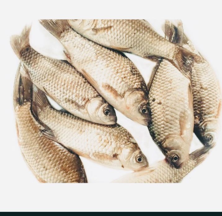 Живая рыба карась всегда свежая карп