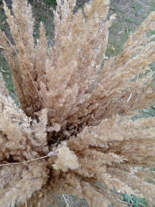 Trawa ozdobna gęsta