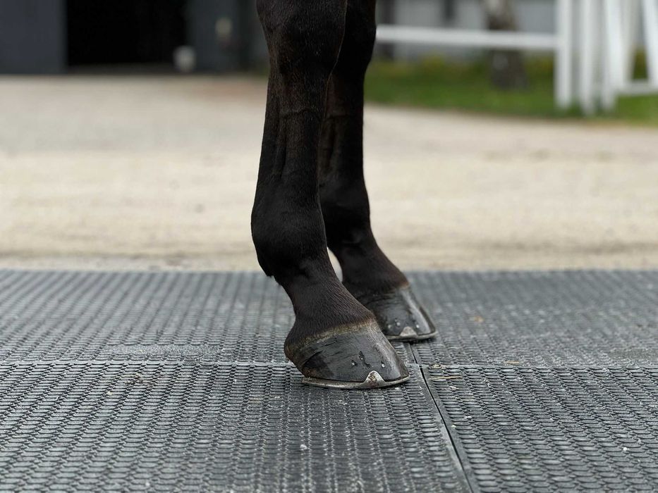 maty stajenne, dla koni, legowiskowe do boksów na wybieg