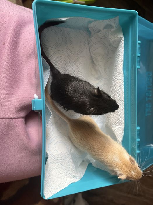 Dwa Myszoskoczki samiczki