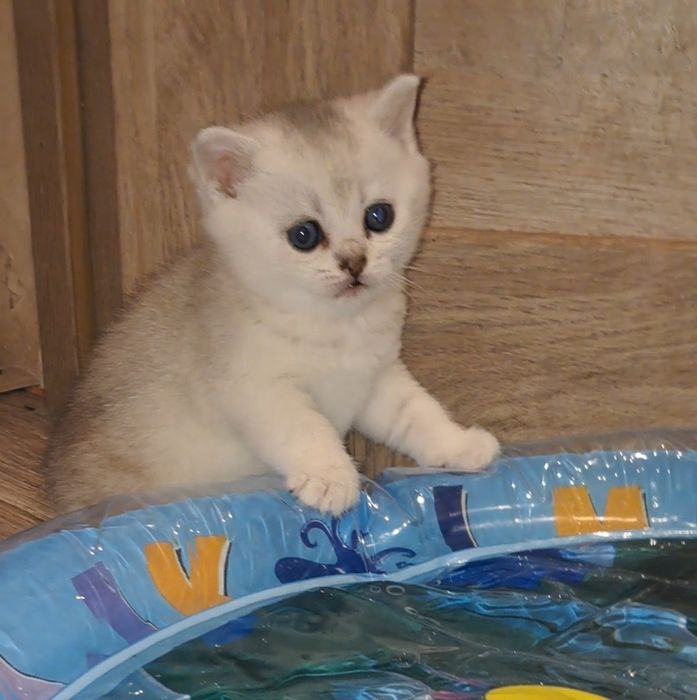 Шикарные котята серебристой шиншиллы