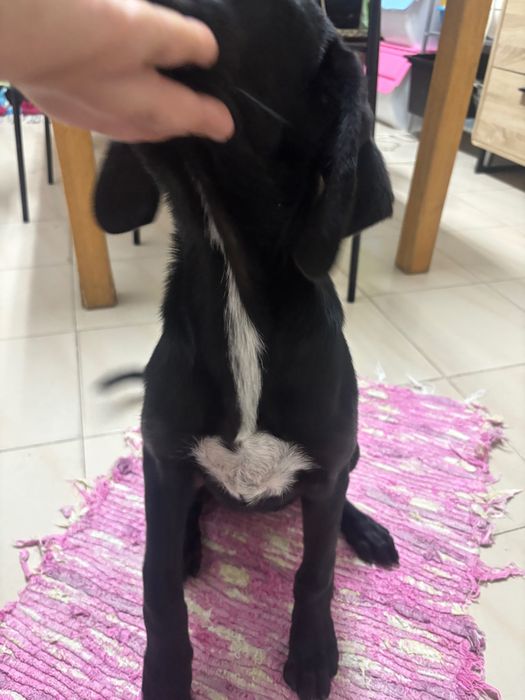Cadela muito linda e meiga