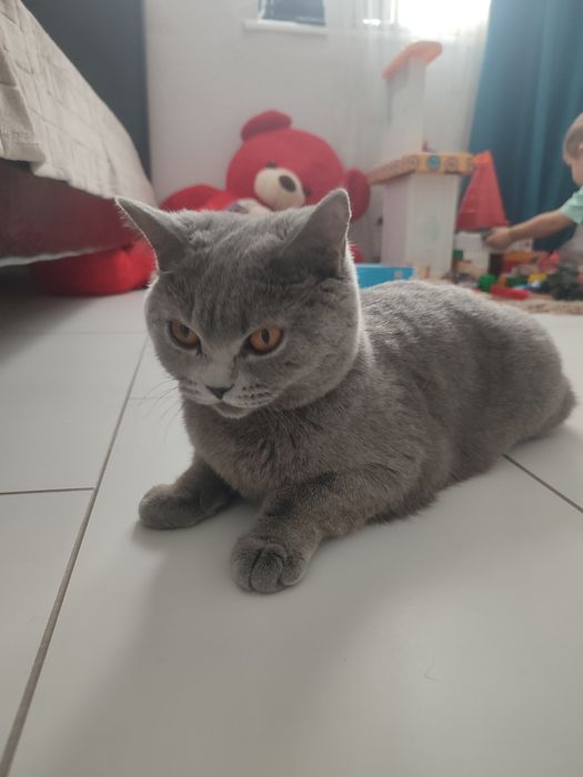 Вязка кошки/в'язка кішки британка