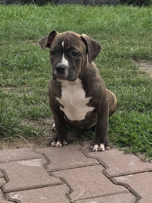 Szczeniak sunia American Bully XL