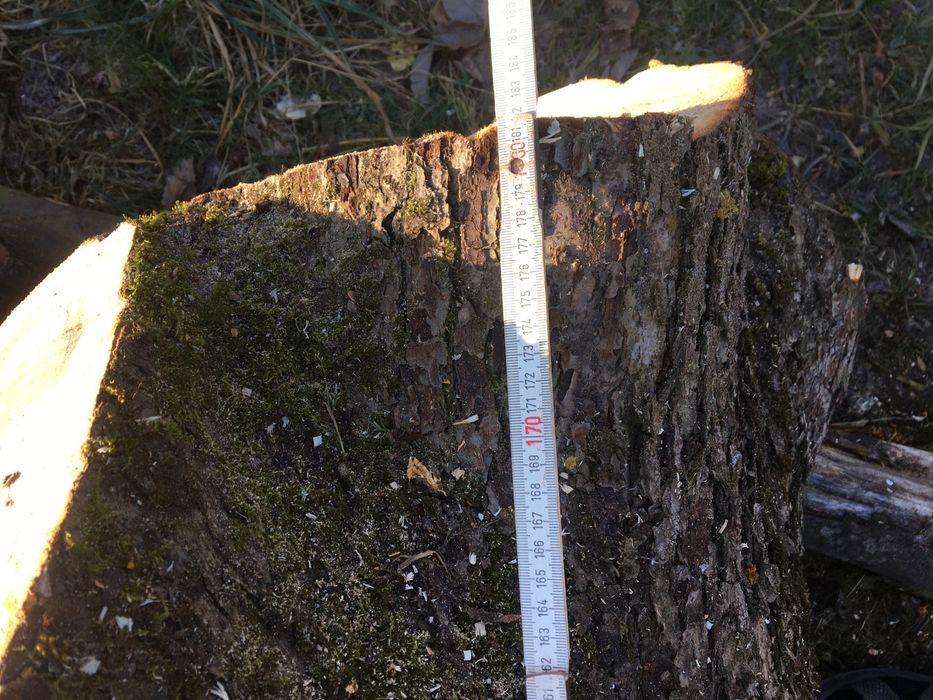 Яблуня кругляк свіжозрізана