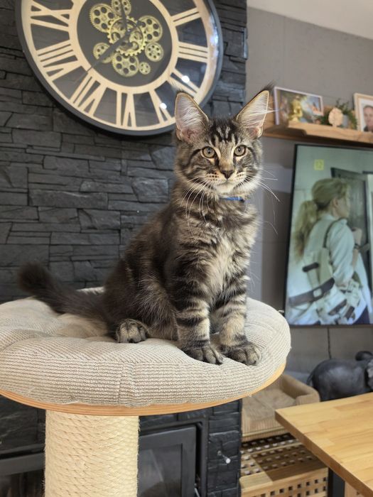 Archi kocurek  Maine Coon