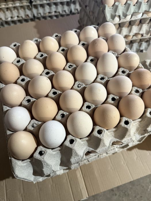 Jajka Jajka Wiejskie Zapraszam