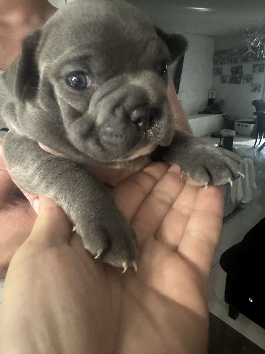 Buldog francuski lilac/blue