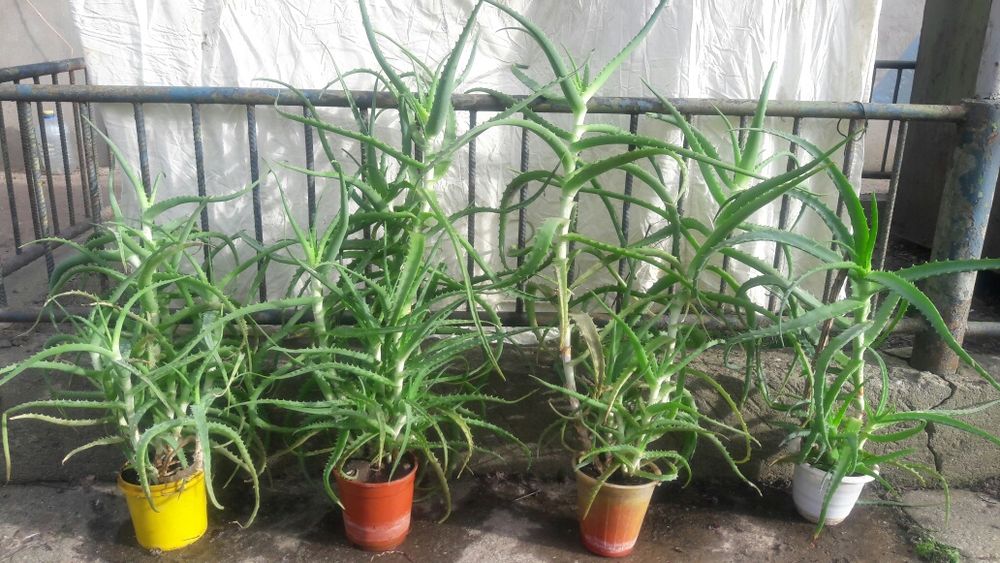 Алое вера Алой настоящий