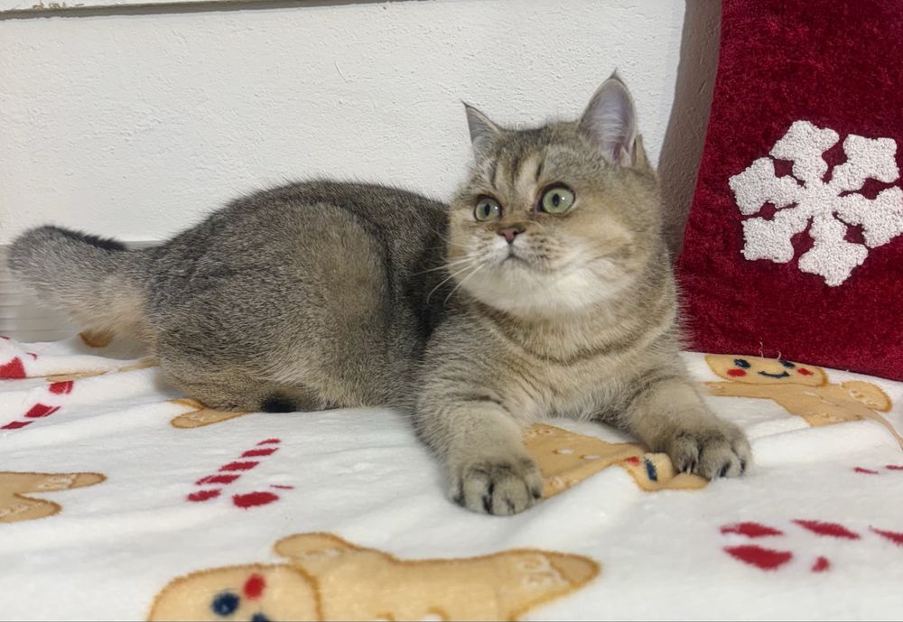 Kotka brytyjska  z legalnej hodowli