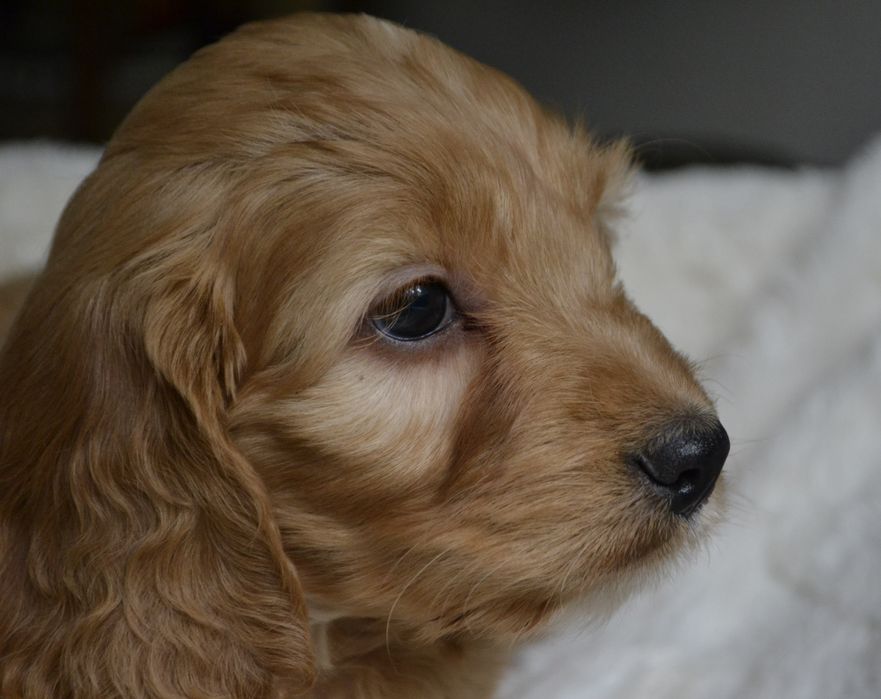 Cockapoo piesek KLEMENZ