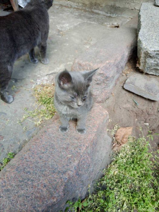 Віддам кошенят в добрі руки