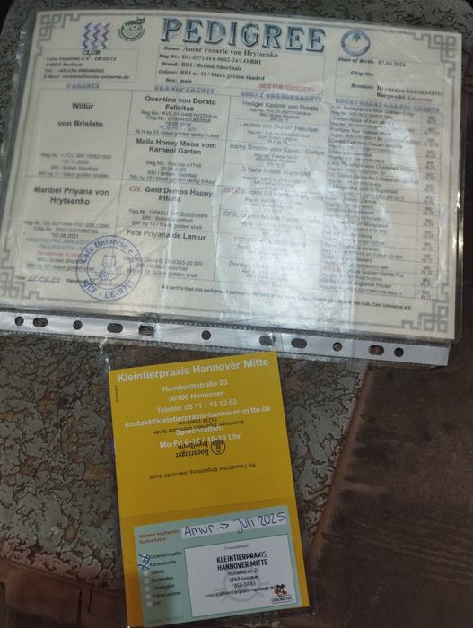 Золота шиншила, в'язка. Кіт з родоводом та документами, послуги вязки