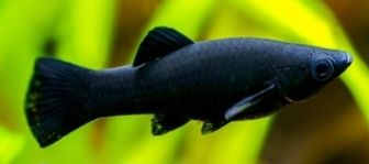 Molinezje księżycowe