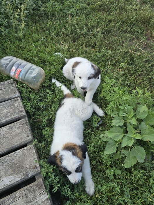 Віддам безкоштовно цуценя алабая