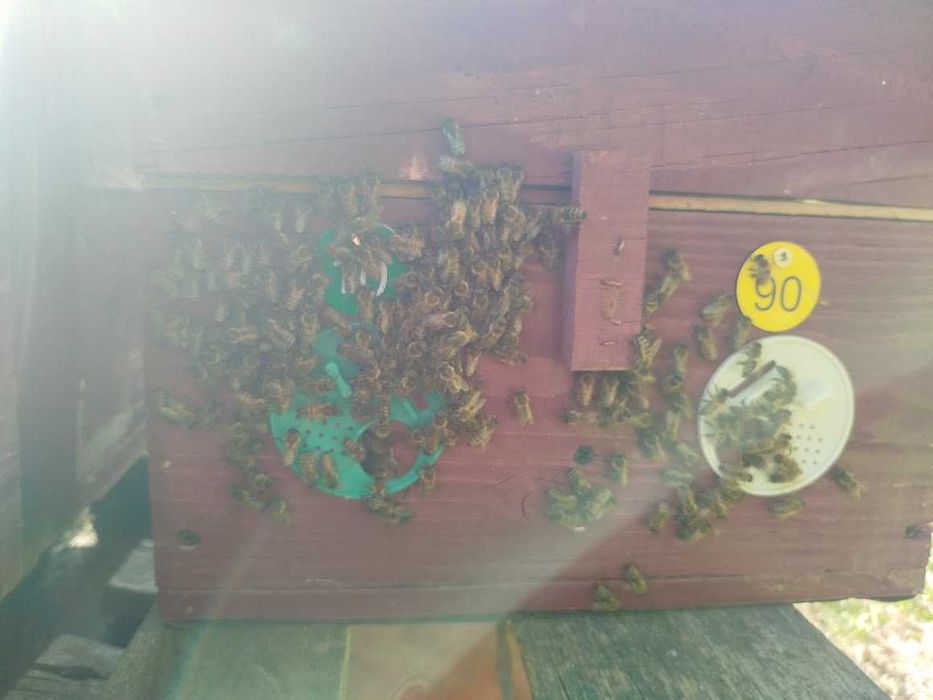 przezimowane rodziny pszczele