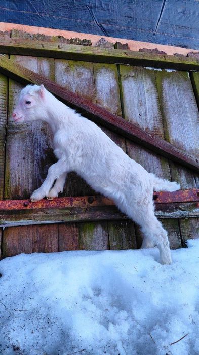 Продам віддам козочок