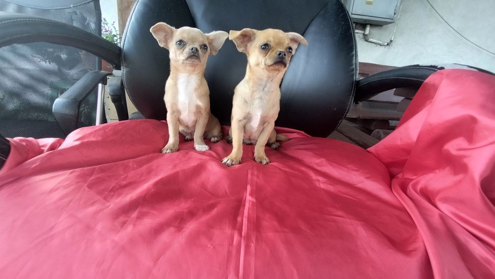 Śliczne -szczenię Chihuahua! aktualne zdjecia