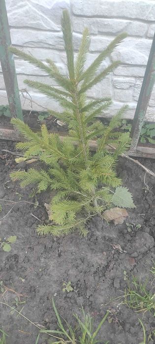 Ялинка карпатська саджанець