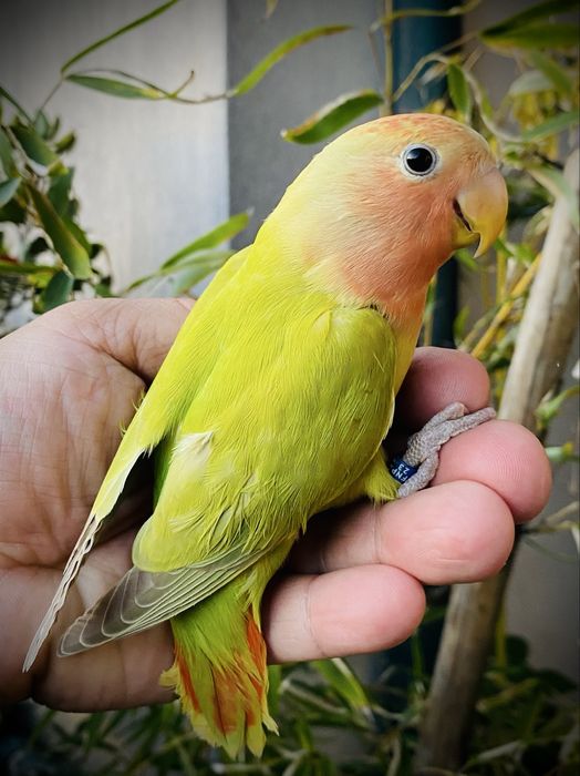 Agapornis domesticado