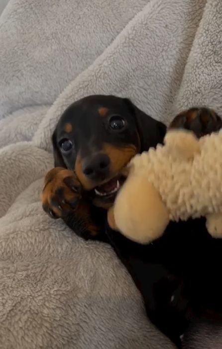 До продажу пропонується маленьке цуценя такси. Вік 1,5 місяця.