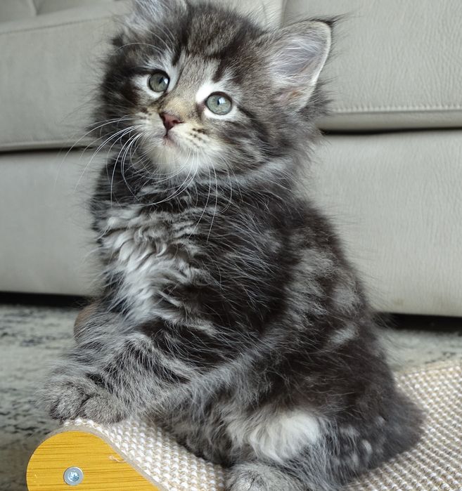 Gatinho Bosques da Noruega