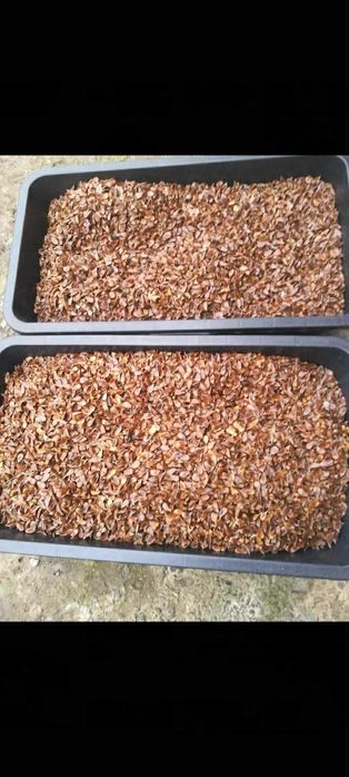 Nasiona buka zwyczajnego – zbiór 2025