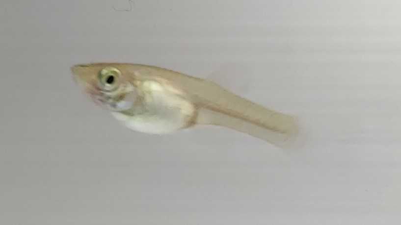 Guppy Endler (macho e fêmea)