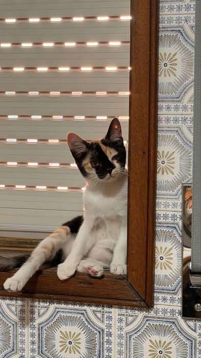 Doa-se gato femea