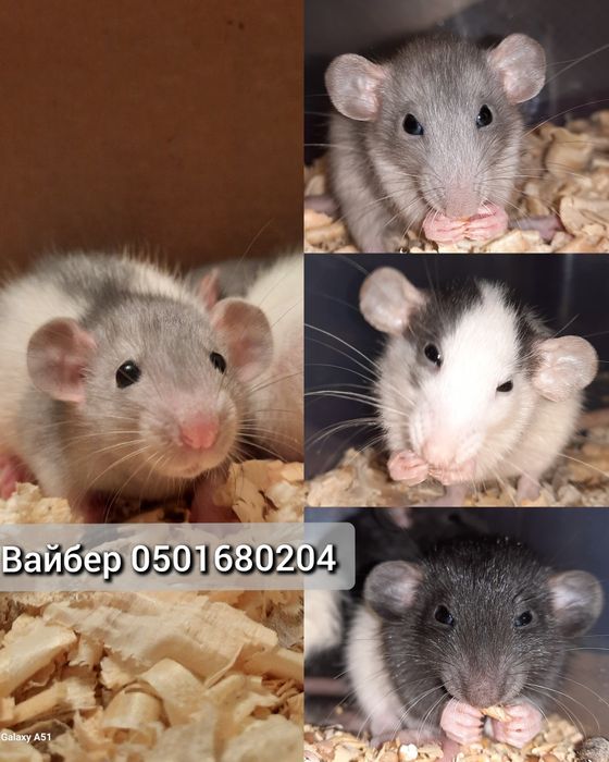 Крыса дамбо хаски много окрасов