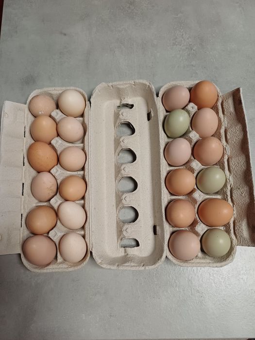 Ovos caseiros frescos.