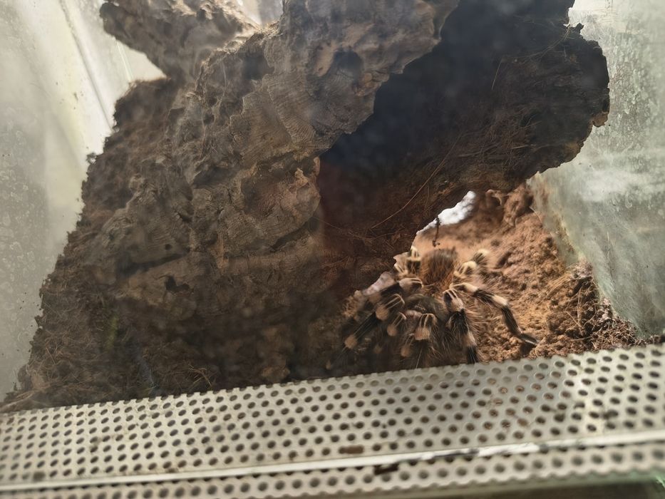 Acanthoscurria geniculata