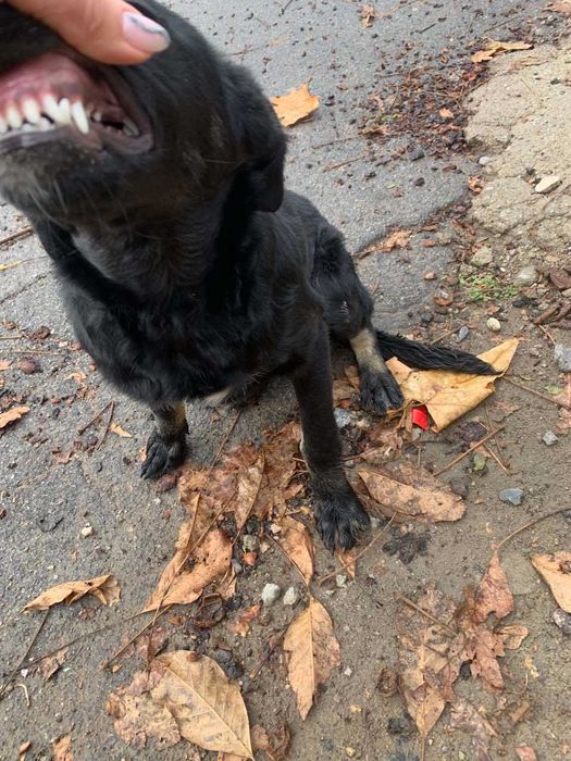 Собака в добрые руки 5 мес