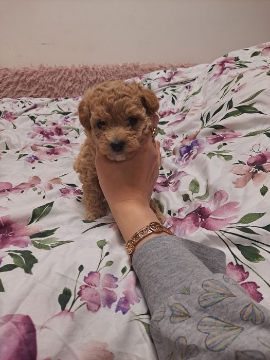 Maltipoo F1 hybryda