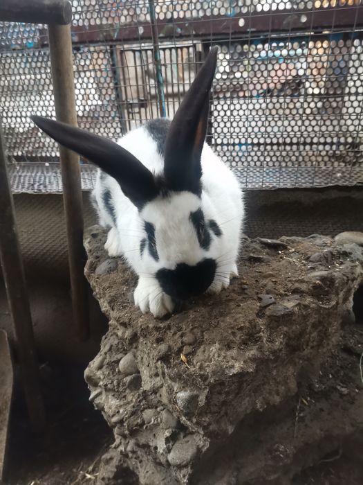 Кролі кролики строкач